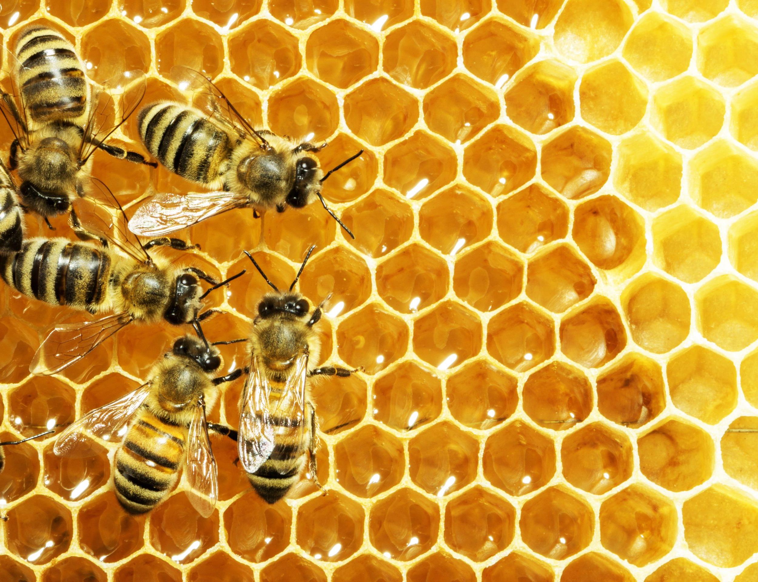 Les gestes de l'apiculture à Chelles