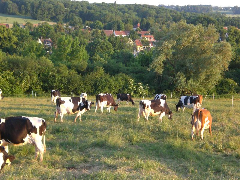 EARL Ferme Saint Thibault